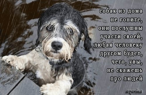 Анимированная открытка бездомная собака