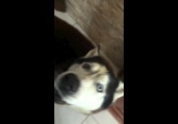 video_88370204