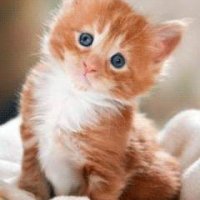 file_59699949