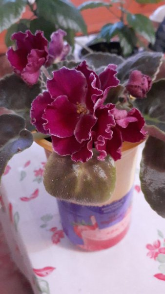 IMG-20250913-WA0015