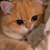 GIF 20250920 045026 600