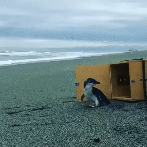 gif 1536211827