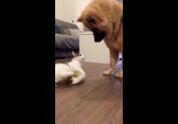 Мой мячик