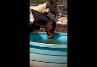 video_79895684