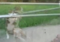 Спящий на перилах кот стал новой звездой Сети