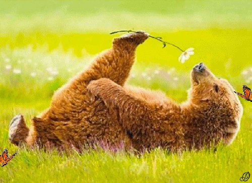 Медведь на поляне