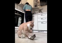 Когда же кормить будешь