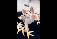 video_108423635