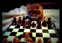 Кот играет в шахматы