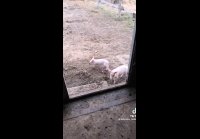 Потому что мы банда!