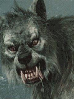 Volf