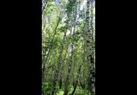 В Загорье такая красота