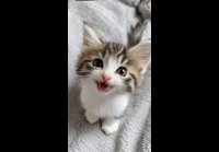 Милота