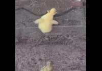 Эти животные вас удивят своим умом ))