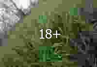 VID 20240527 181011 440