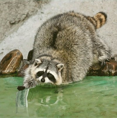 Енот
