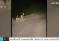 На трассе в Подмосковье заметили оленёнка с мамой