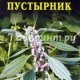Целительный пустырник