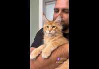 video_104326841