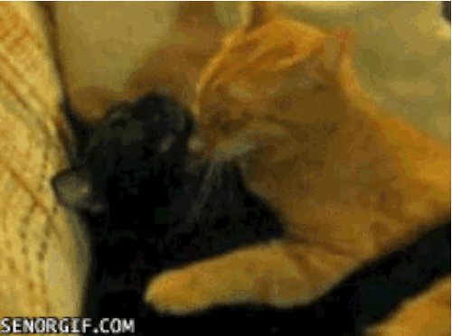 Cats