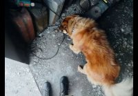 video_105044798