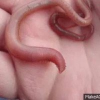 file_61067229