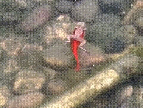 Верхом на рыбке :)