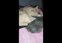 video_110018999