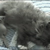 Кот крыса