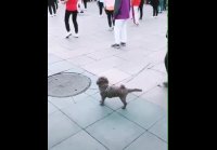 пёсик-танцор