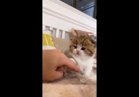 video_107334528