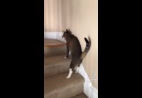 Бухой кот