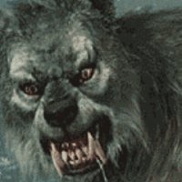 Volf