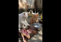 Котики готовка