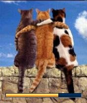 Cat-friends by Storm