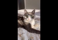 video_108874876
