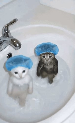 Cats