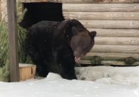 Челябинский медведь Степан встречает весну