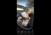 Реакция собак на пердеж