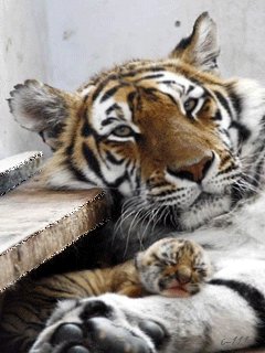 file_51814217