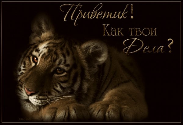 Приветик!