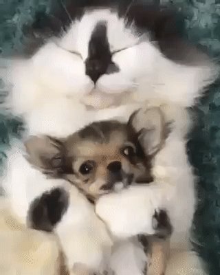 gif 1532603552