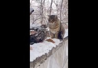 Кот немного шокирован