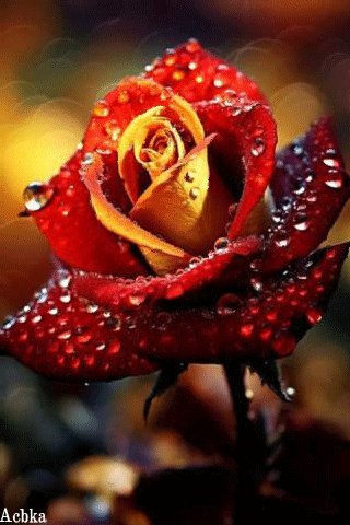 file_95059367