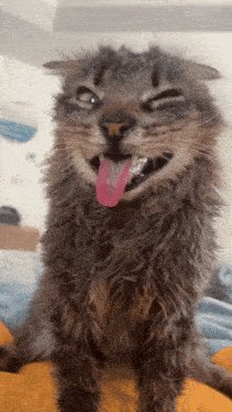 Orionthelion-orioncat