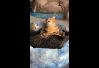 video_106516612