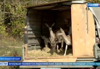 В леса Краснодарского края выпустили несколько десятков ланей