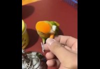 Сообразительный пернатый