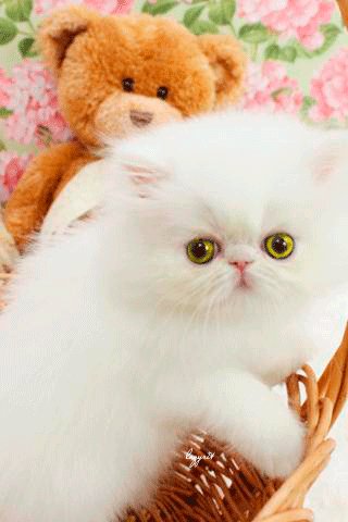 Котёнок