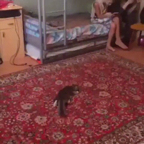 Кот футболист